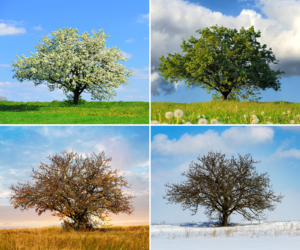 4 seasons tree photo