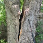 Speedy Tree Services DFW June 2024 tree splitting