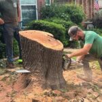 Speedy Tree Services DFW June 2024 stump removal