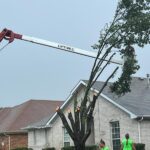 Speedy Tree Services DFW June 2024 Tree removal