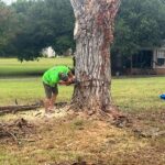 Speedy Tree Services Farmersville TX Tree Removals