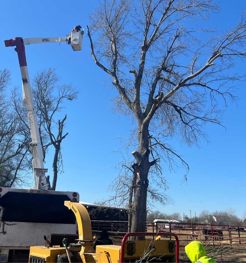 speedy tree services farmersville tx tree removal service