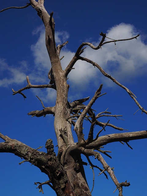 dead tree