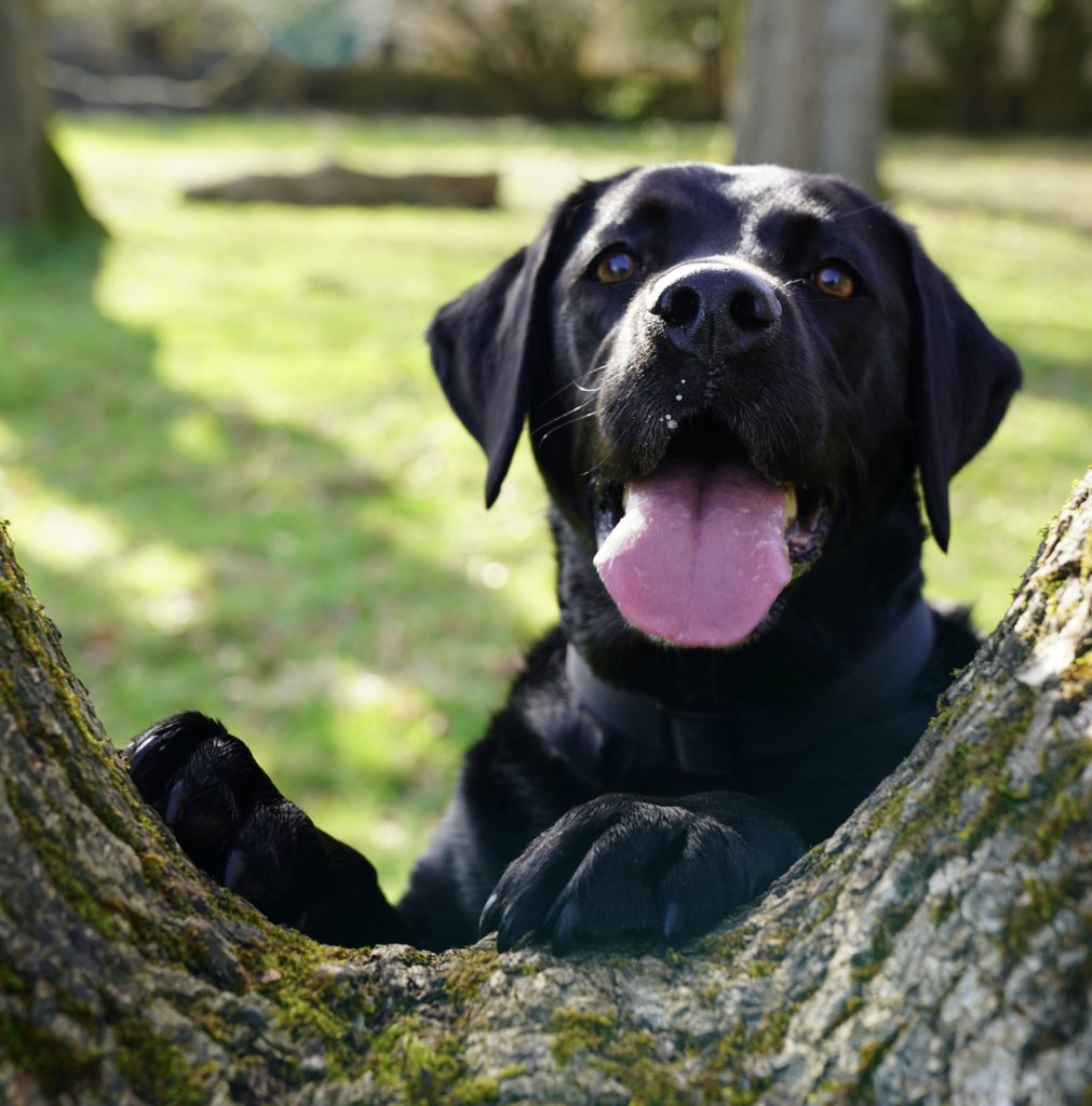 may is national pet month