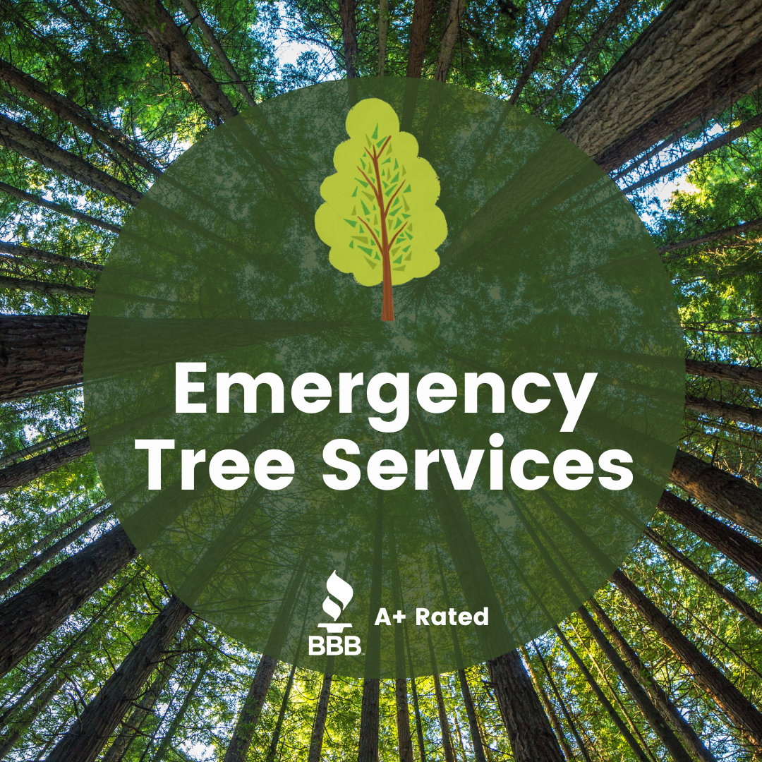 EMERGENCY TREE SERVICES DFW