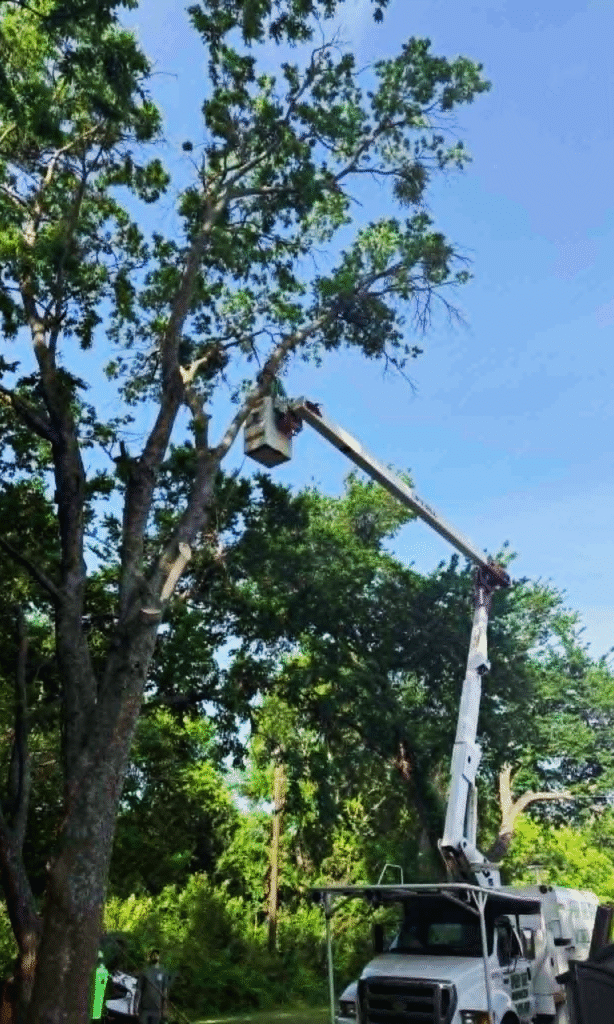 Speedy Tree Services Farmersville TX